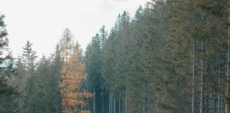 Belgelerinizi Kaybetmeden Korumanın Yolu: Tarayıcılarla Kolay Çözüm!