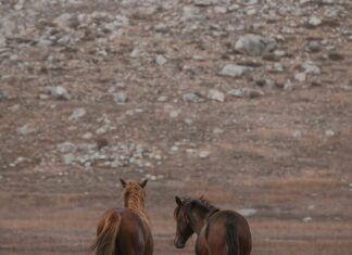 Dijital Belgelerle Yasal Uyum Süreci Nasıl Kolaylaşır?