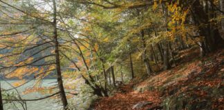 Tarayıcı Kullanımı İle Dijital Dönüşüm: Başarıya Giden Gizli Yol