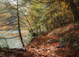 Tarayıcı Kullanımı İle Dijital Dönüşüm: Başarıya Giden Gizli Yol