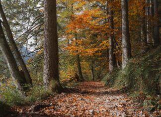 Belgeleri Tararken Renk Ayarı Nasıl Yapılır? Kolay ve Etkili Yöntemler