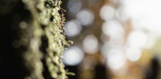 Evden Çalışanlar İçin Tarayıcı Kullanım Rehberi: Başarının Sırları