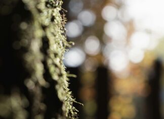 Evden Çalışanlar İçin Tarayıcı Kullanım Rehberi: Başarının Sırları