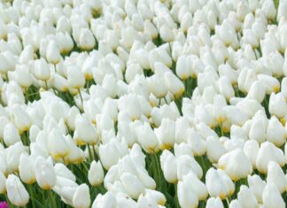 Fiziksel Belgeleri Dijitalleştirmenin Önemi: Neden Şimdi Başlamalısınız?