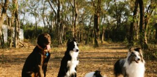 Belge Takibini Kolaylaştıran Tarayıcı Çözümleriyle İşinizi Hızlandırın