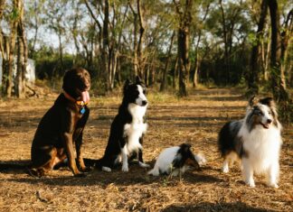 Belge Takibini Kolaylaştıran Tarayıcı Çözümleriyle İşinizi Hızlandırın