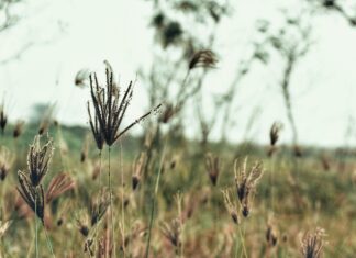 OCR Teknolojisi İle Belgeleri Aranabilir Hale Getirin: Nasıl?