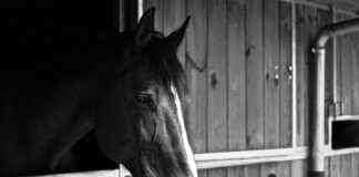 Tarayıcılar İle Hukuki Belgeleri Korumak: En Etkili Yöntemler