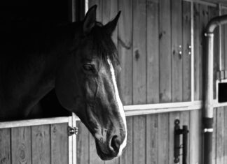 Tarayıcılar İle Hukuki Belgeleri Korumak: En Etkili Yöntemler
