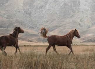 Tarayıcılar İle Hızlı Dokümantasyon Nasıl Kolaylaştırılır?