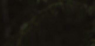 Tarayıcı Kullanımında Uzun Vadeli Planlama: Başarının Sırları