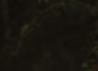 Tarayıcı Kullanımında Uzun Vadeli Planlama: Başarının Sırları