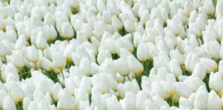 Dosya Yönetiminde Tarayıcıların Önemi: Bilmeniz Gerekenler!