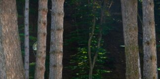 Tarayıcılar İle Veri Paylaşım Süreçleri: Bilmeniz Gerekenler!