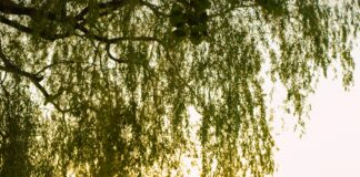 Arşiv Belgeleri Dijitalleştirme Süreci: Etkili ve Kolay Yöntemler