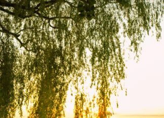 Arşiv Belgeleri Dijitalleştirme Süreci: Etkili ve Kolay Yöntemler