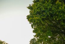 Belgeleri Kayıpsız Arşivlemenin Yolu: Kesin Çözümler ve İpuçları