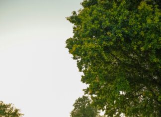 Belgeleri Kayıpsız Arşivlemenin Yolu: Kesin Çözümler ve İpuçları