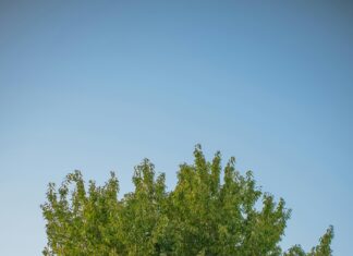 Hangi Belgeler Tarayıcı İle Saklanmalı? Kesin Ve Etkili Yöntemler