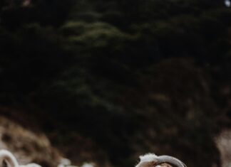 Tarayıcıların Kullanım Alanları Nelerdir? Keşfedin ve Öğrenin!